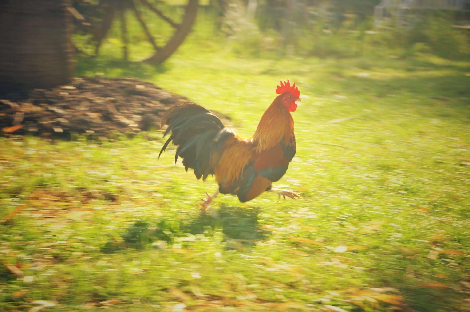 Ban Khok Krathiam Wanlapa Farmstay מראה חיצוני תמונה
